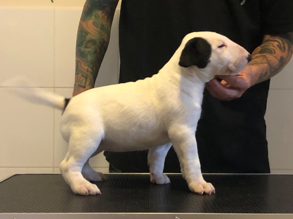 Thud and cuddles - Chiot disponible  - Bull Terrier