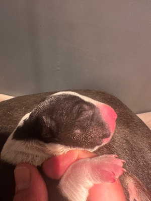 Thud and cuddles - Bull Terrier - Portée née le 20/04/2024