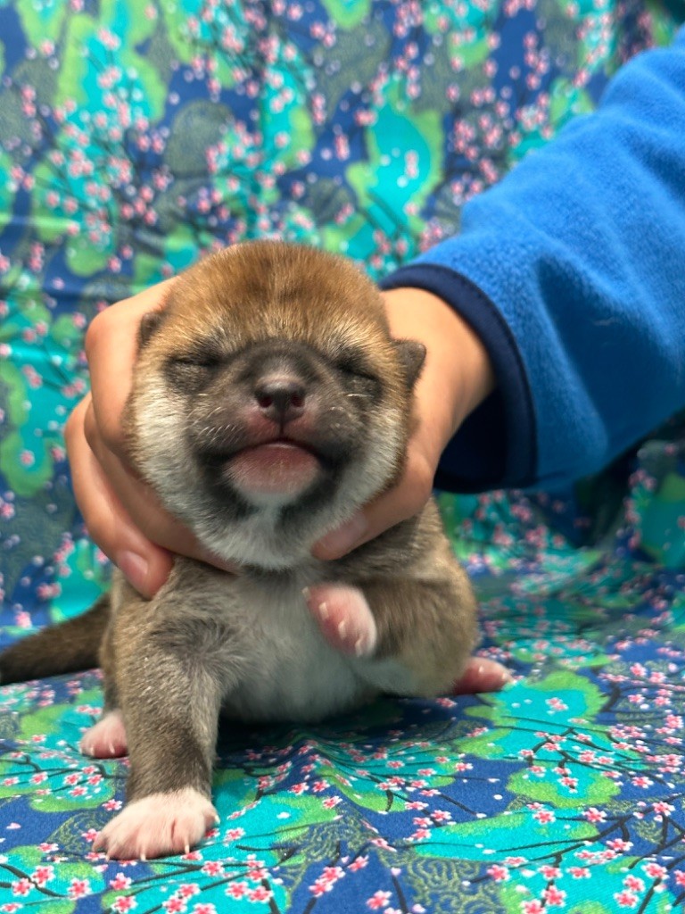 Thud and cuddles - Chiot disponible  - Shiba