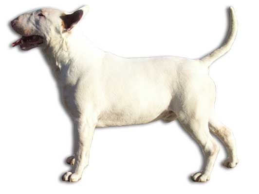 CH. Thud and cuddles That's all right