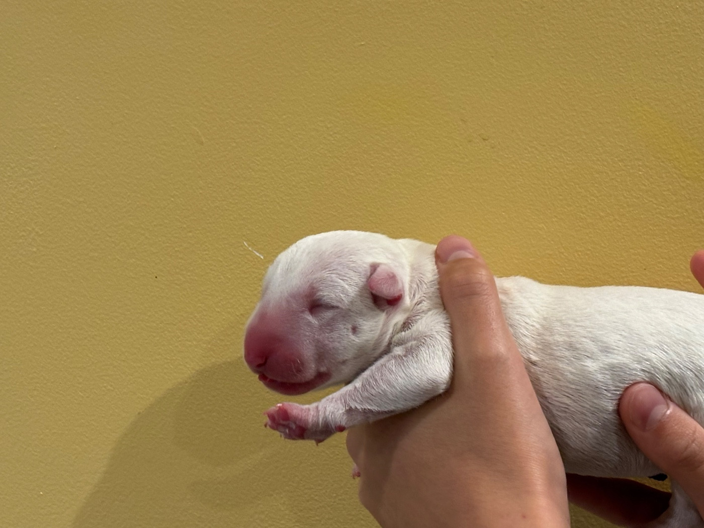 Thud and cuddles - Chiots disponibles - Bull Terrier
