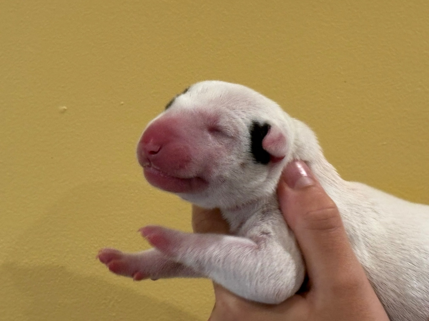 Thud and cuddles - Chiots disponibles - Bull Terrier