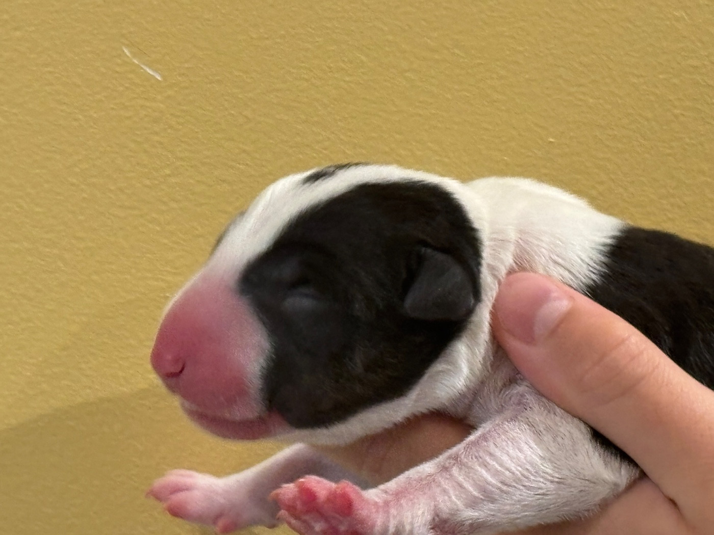 Thud and cuddles - Chiots disponibles - Bull Terrier