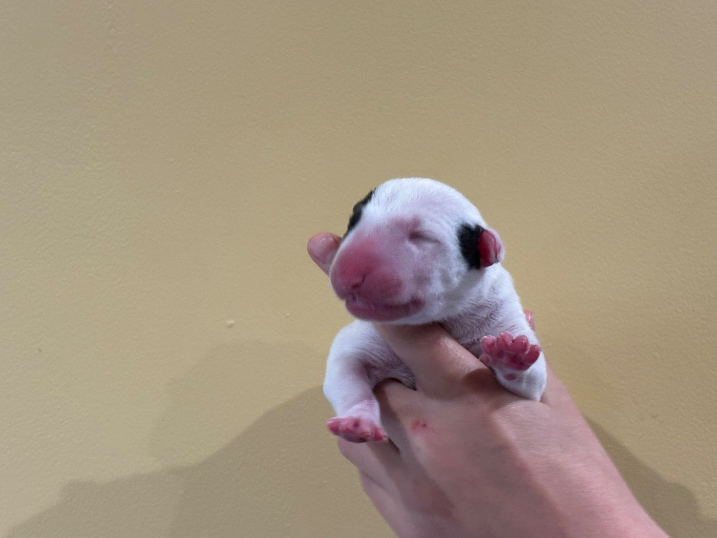 Thud and cuddles - Chiots disponibles - Bull Terrier