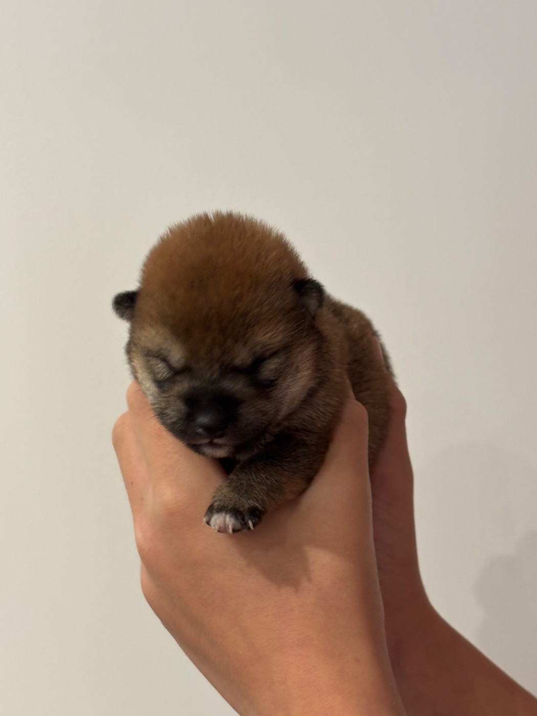Thud and cuddles - Chiots disponibles - Shiba