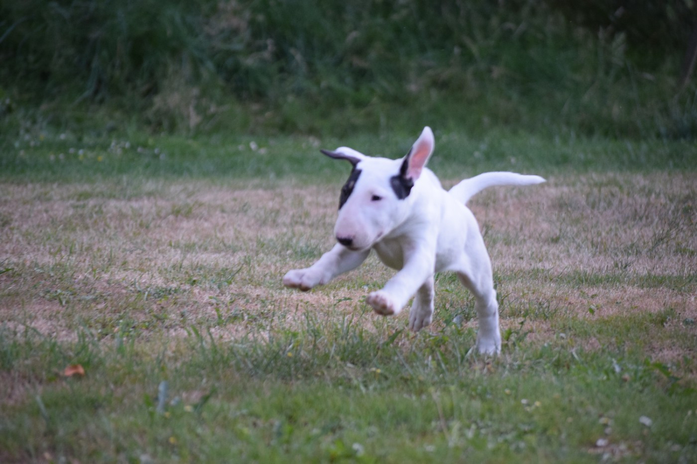 Thud and cuddles - Chiots disponibles - Bull Terrier
