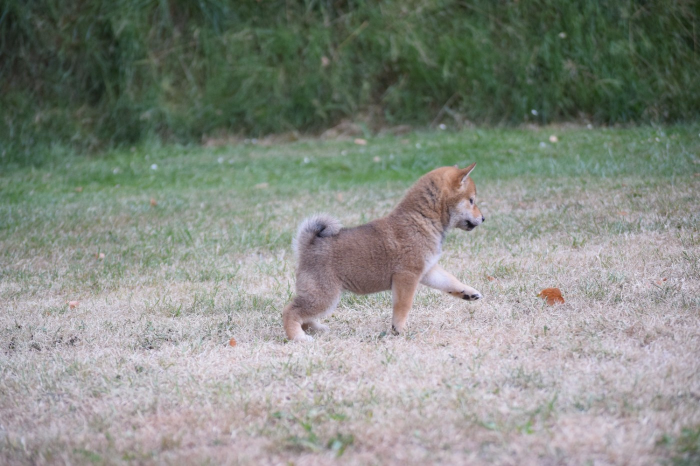Thud and cuddles - Chiots disponibles - Shiba