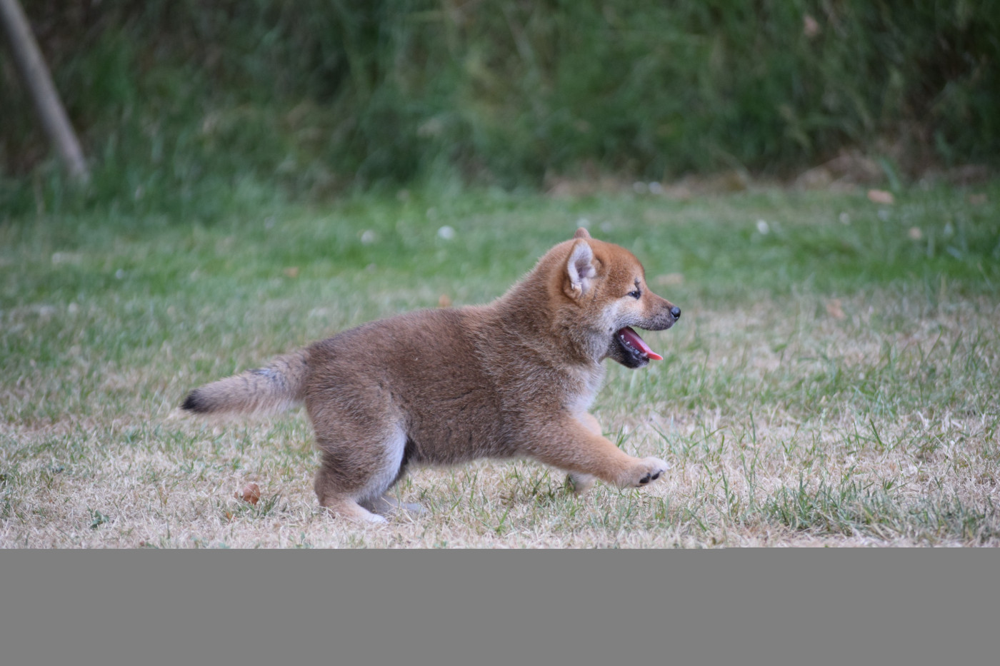 Thud and cuddles - Chiots disponibles - Shiba