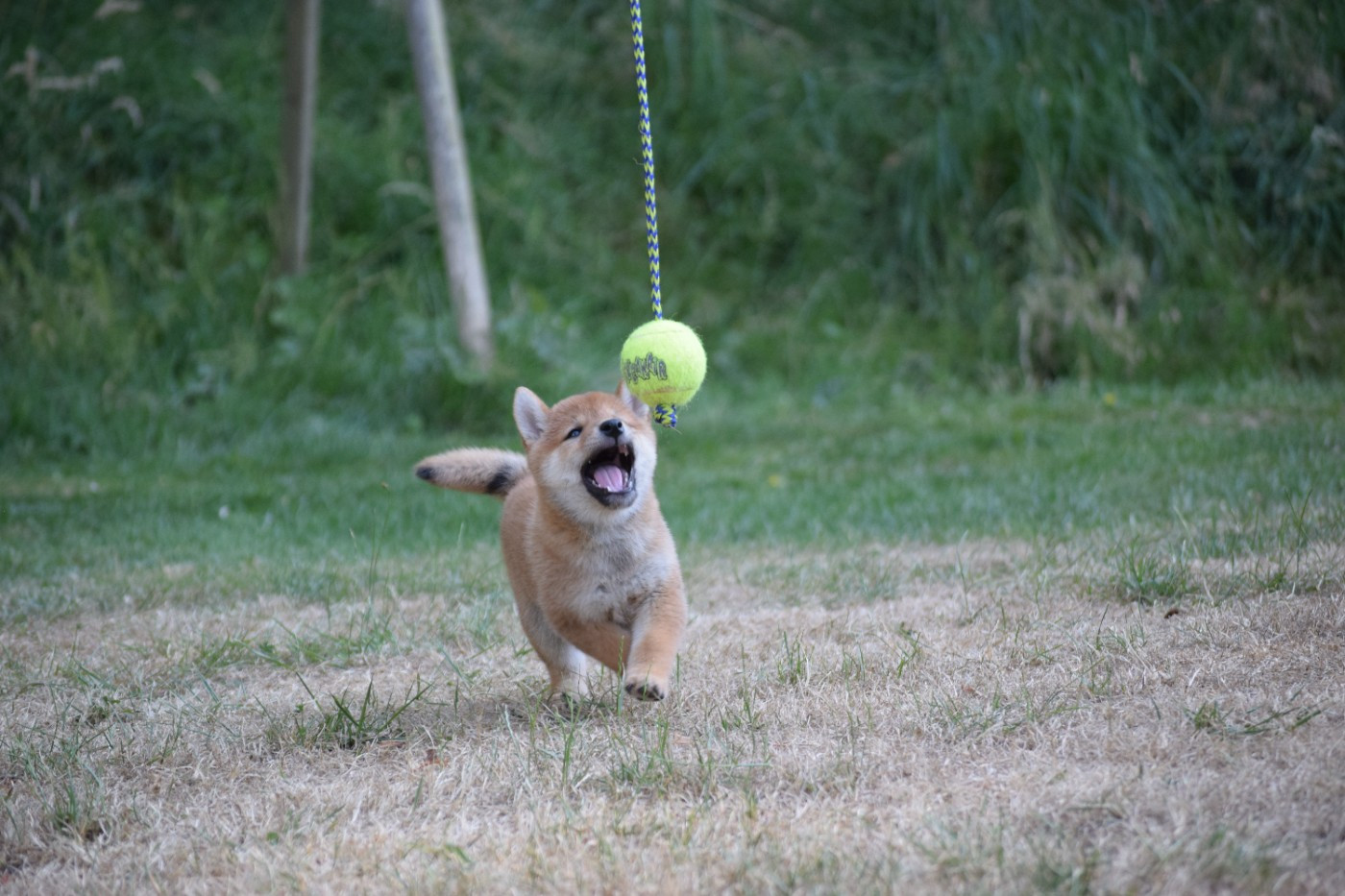 Thud and cuddles - Chiots disponibles - Shiba