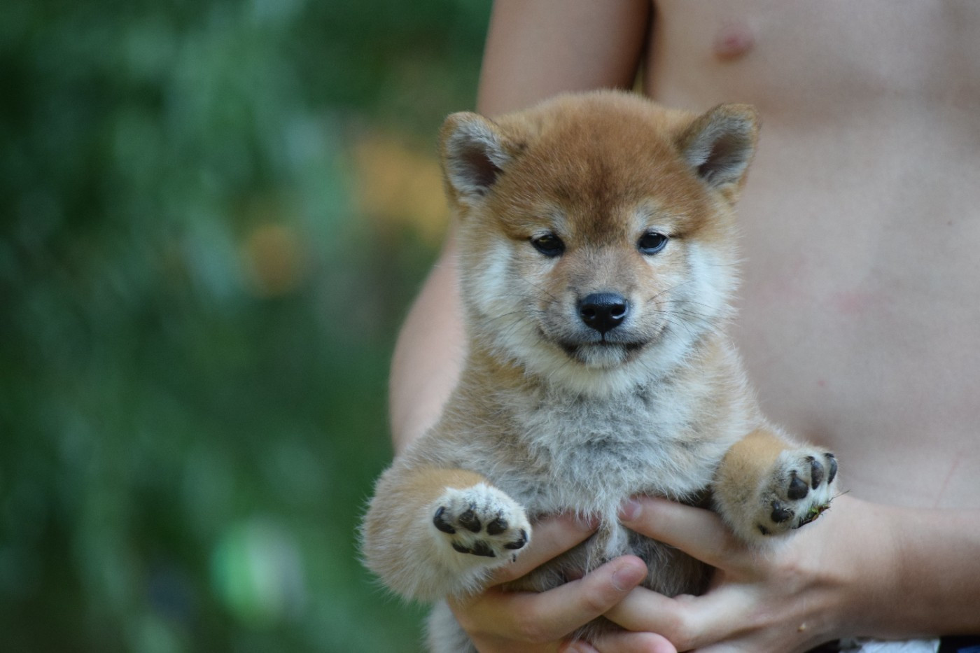 Thud and cuddles - Chiots disponibles - Shiba