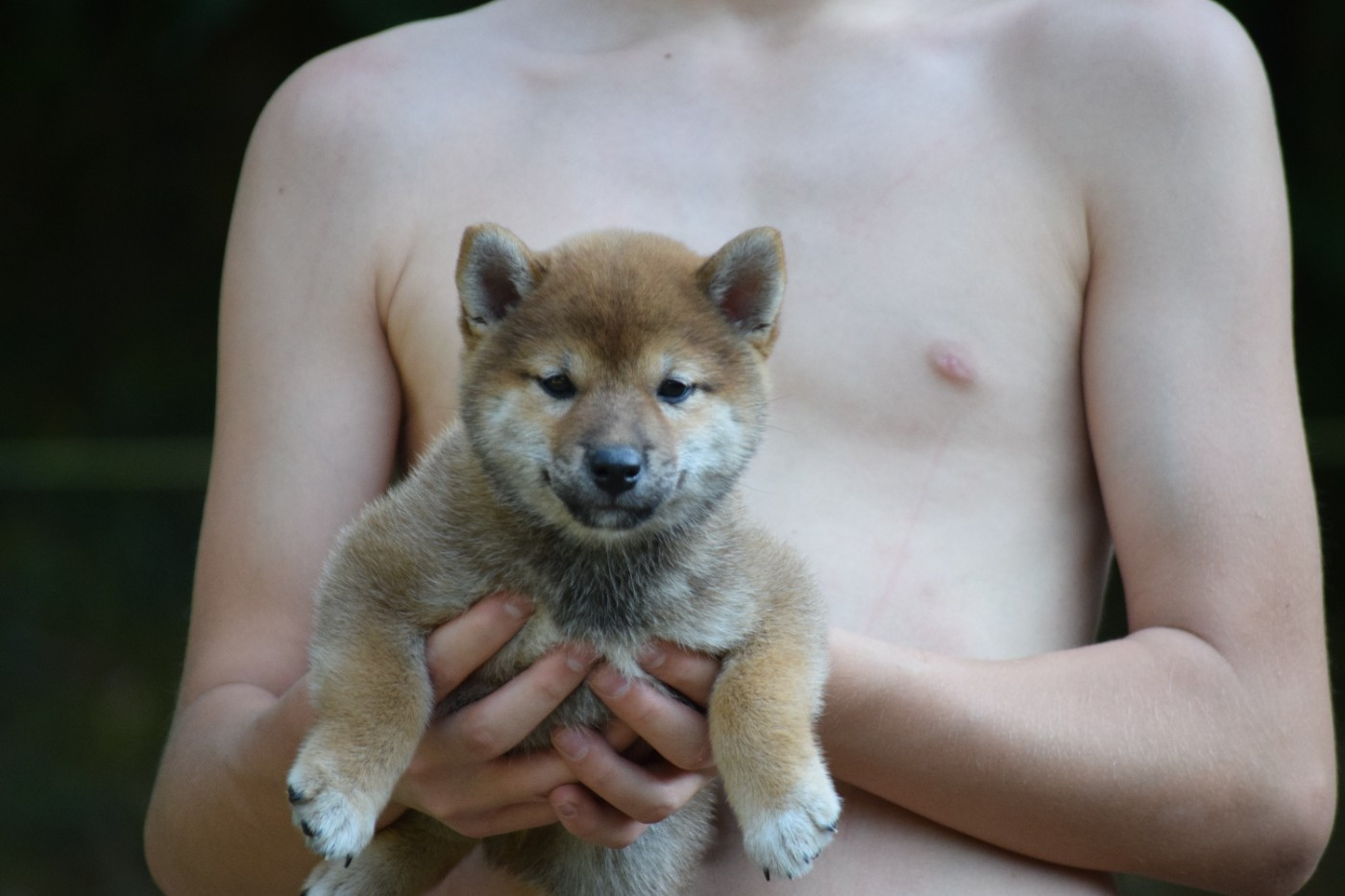 Thud and cuddles - Chiots disponibles - Shiba