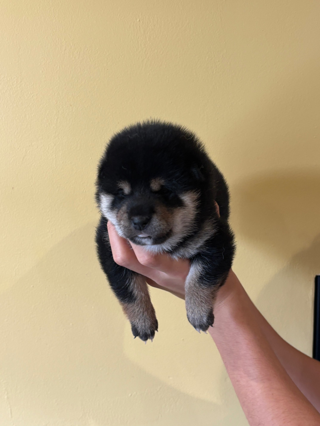 Thud and cuddles - Chiots disponibles - Shiba
