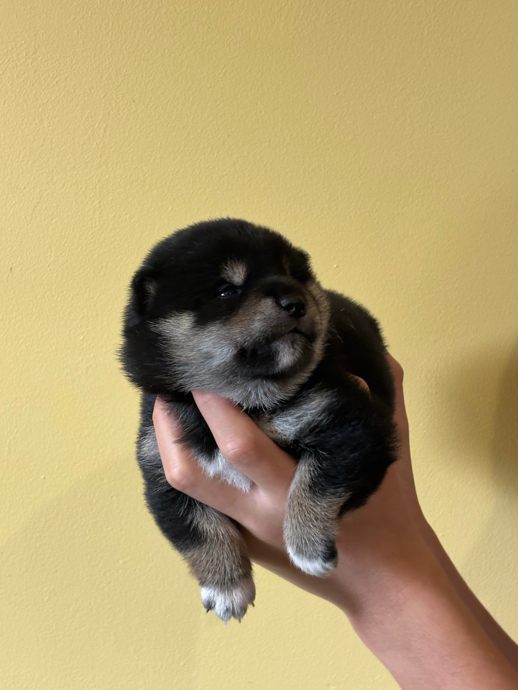 Thud and cuddles - Chiots disponibles - Shiba