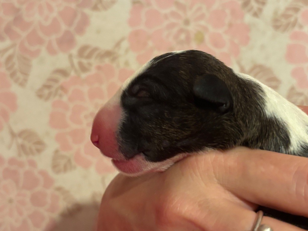Thud and cuddles - Chiots disponibles - Bull Terrier