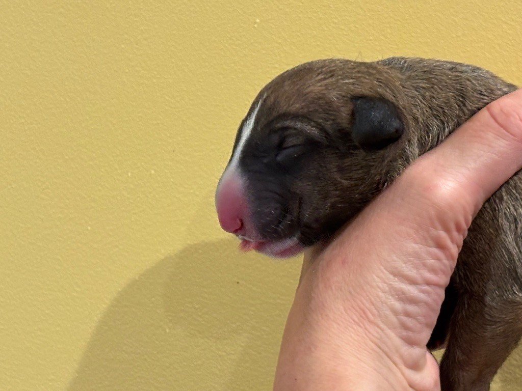 Thud and cuddles - Chiots disponibles - Bull Terrier