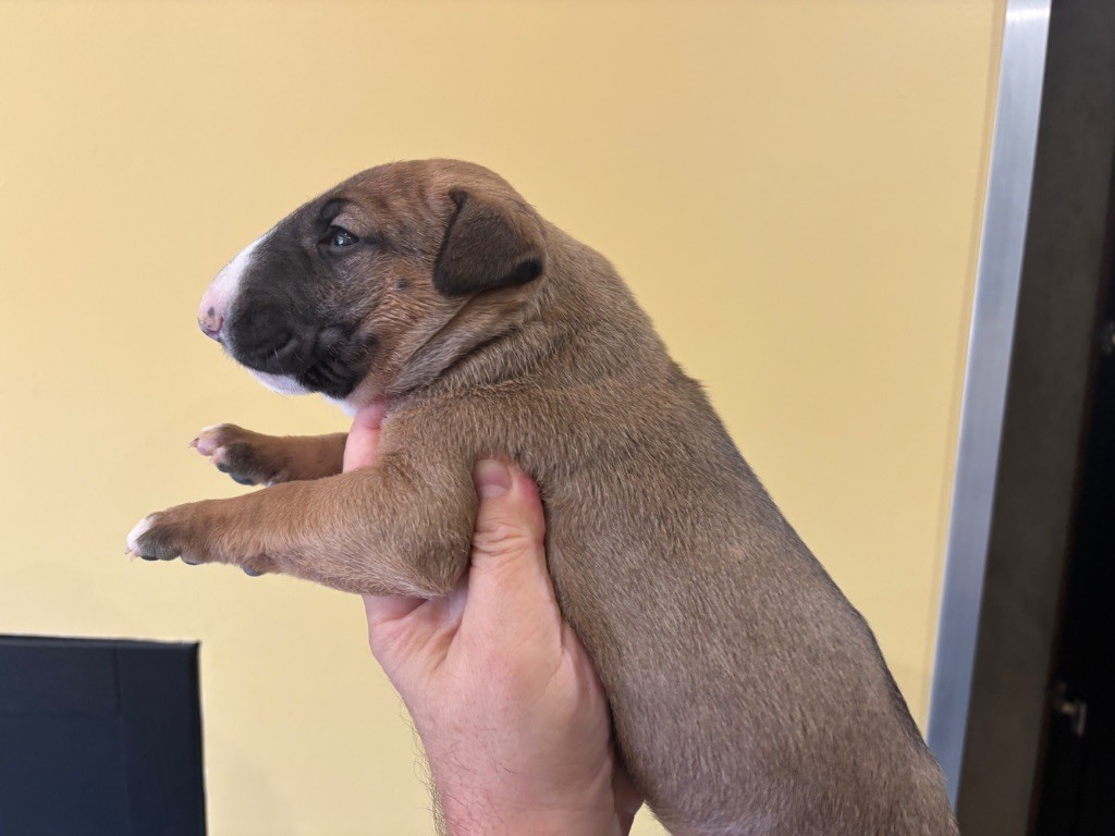 Thud and cuddles - Chiots disponibles - Bull Terrier