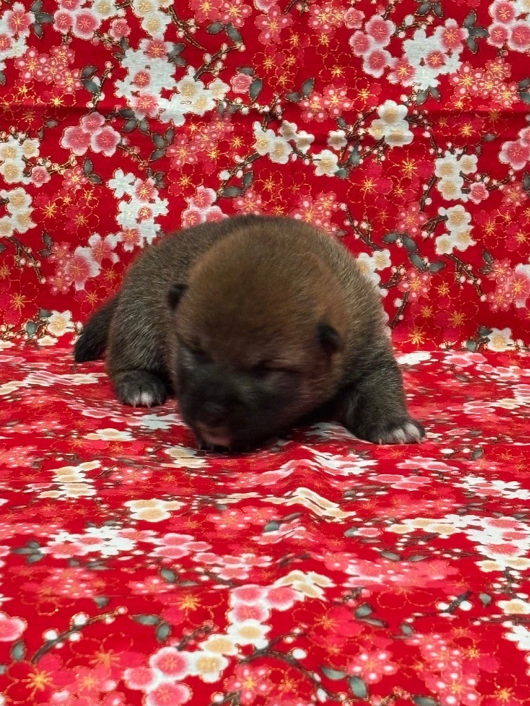 Thud and cuddles - Chiots disponibles - Shiba