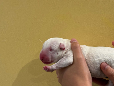 CHIOT 1