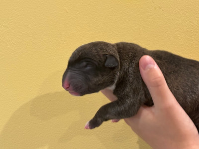 CHIOT 3
