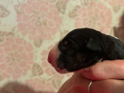 Black brindle