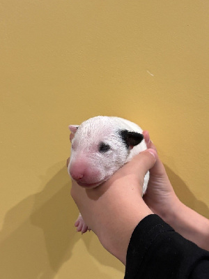 FEMELLE BLANCHE COCARD