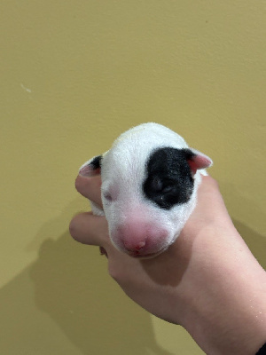 FEMELLE BLANCHE gros cocard