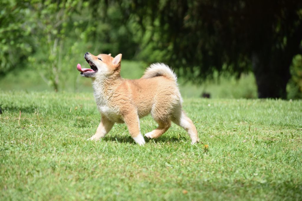Thud and cuddles - Chiots disponibles - Shiba
