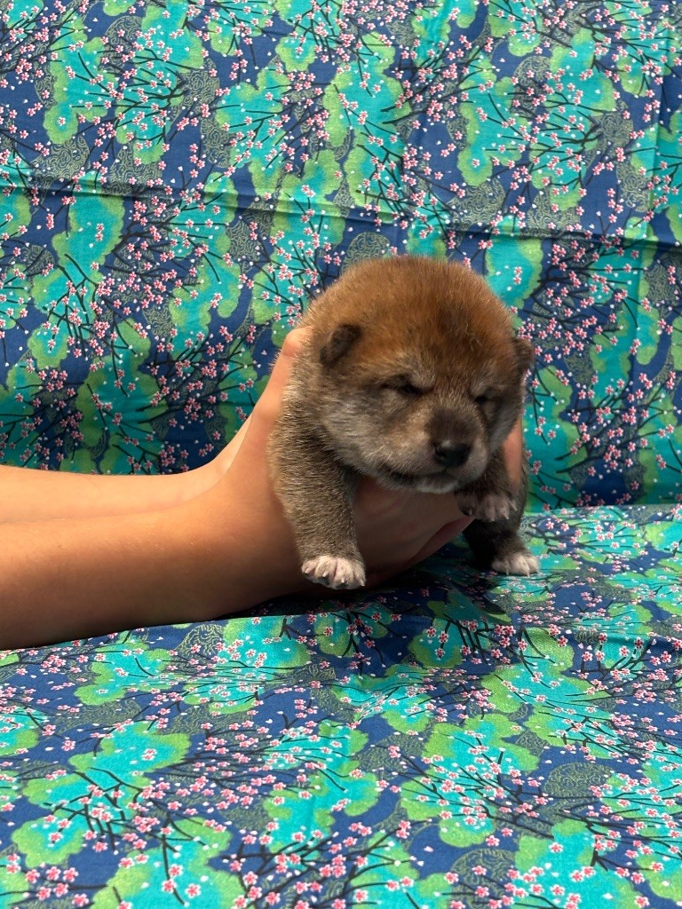 Thud and cuddles - Chiots disponibles - Shiba