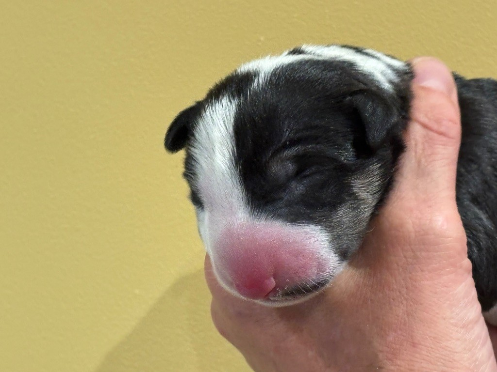 Thud and cuddles - Chiots disponibles - Bull Terrier