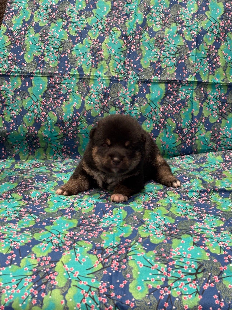 Thud and cuddles - Chiots disponibles - Shiba