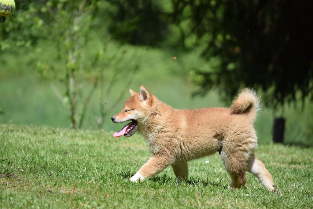 Thud and cuddles - Chiots disponibles - Shiba