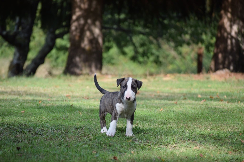 Thud and cuddles - Chiots disponibles - Bull Terrier